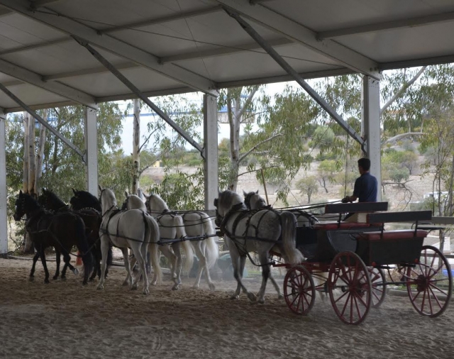 Coche tirado por varios caballos